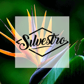 Silvestro Cuernavaca